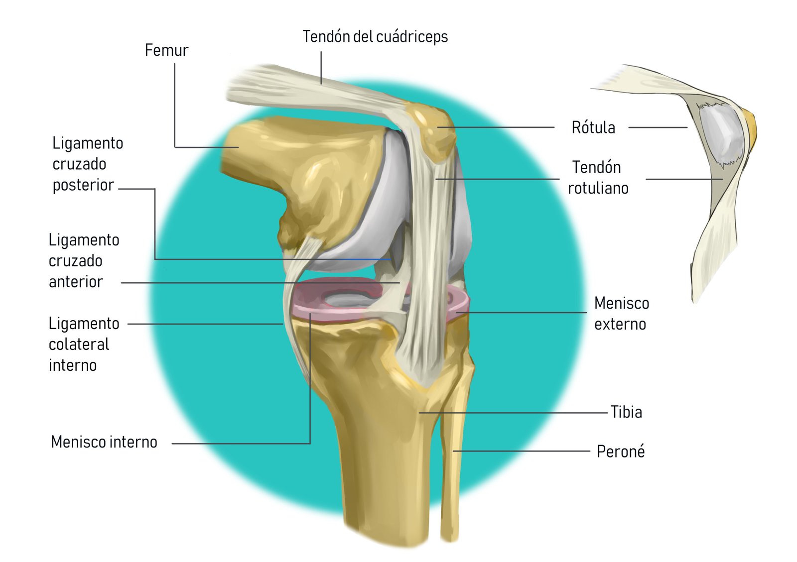 Conoce cómo es la Anatomía de la rodilla - Camde - Málaga