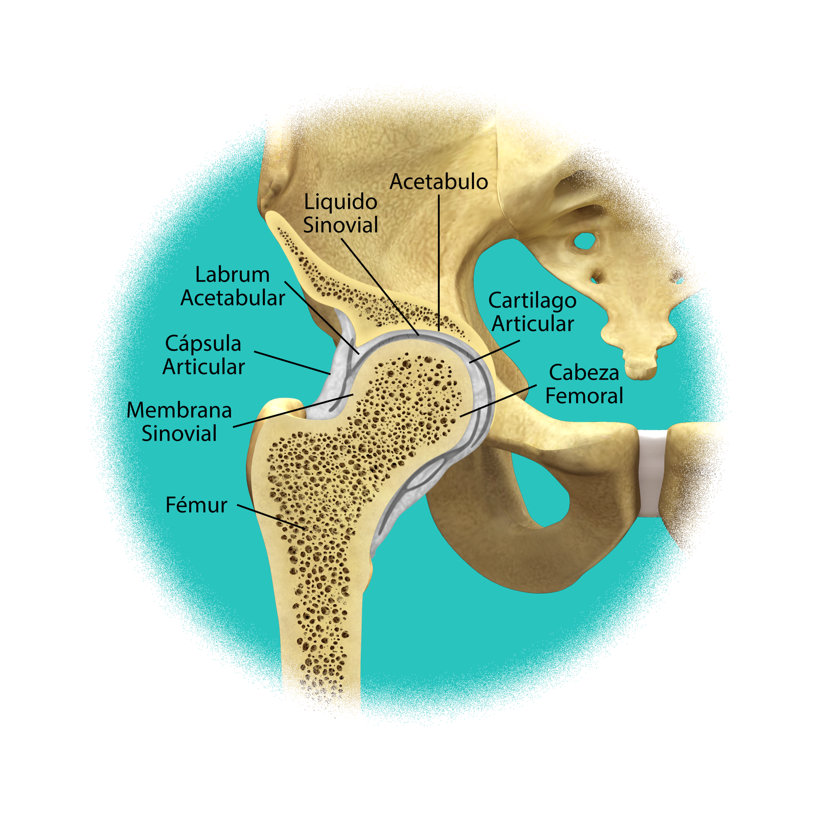 Figura 1. Anatomía de la cadera