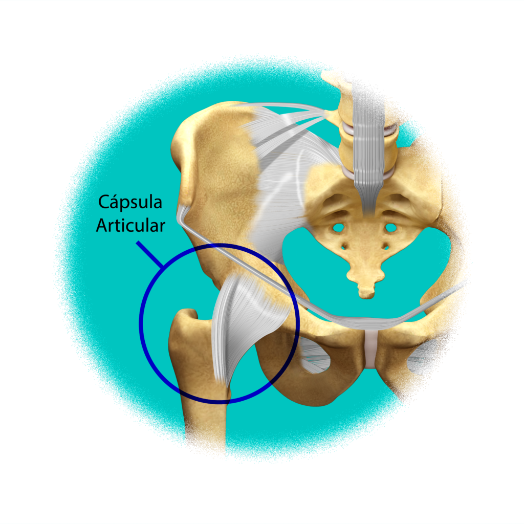Cápsula articular de la cadera