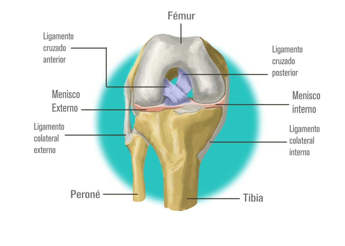 Qu Es El Ligamento Cruzado Anterior Rafael P Rez Nu Ez